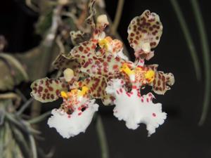 Trichocentrum jonesianum