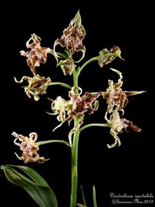 Dendrobium spectabile