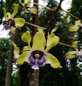 Dendrobium violaceoflavens