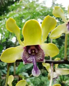 Dendrobium violaceoflavens