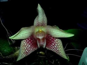 Bulbophyllum facetum