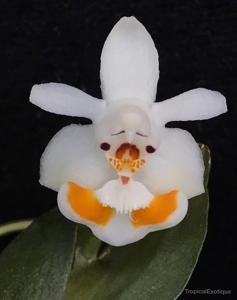 Phalaenopsis thailandica