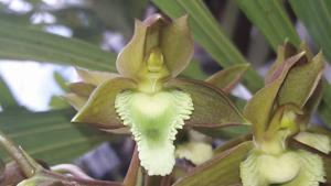 Catasetum juruenense