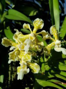 Vanda tricolor