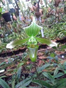 Paphiopedilum javanicum