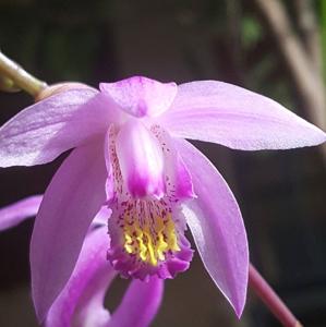 Bletilla striata