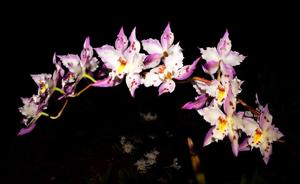 Oncidium alexandrae