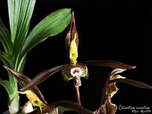 Catasetum saccatum