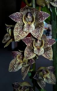 Grammatophyllum stapeliiflorum