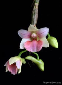 Dendrobium boosii
