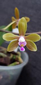 Phalaenopsis stobartiana