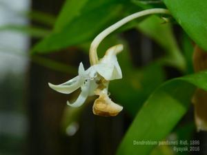 Dendrobium dactyliferum