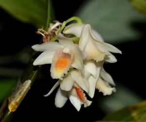 Dendrobium milaniae