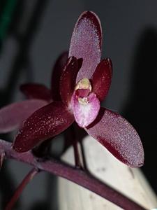 Cymbidium canaliculatum