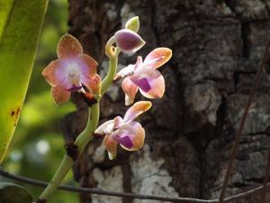 Phalaenopsis marriottiana