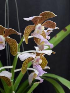 Vanda bensonii