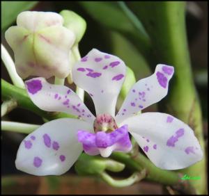 Rhynchostylis gigantea