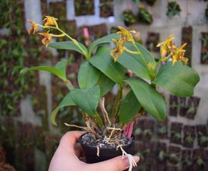 Dendrobium macrophyllum