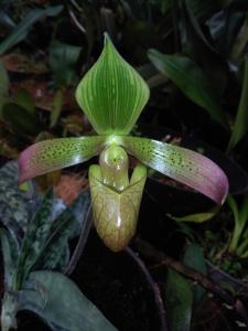 Paphiopedilum lunatum
