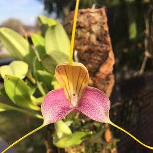 Masdevallia caudata