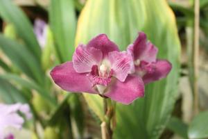 Bifrenaria tyrianthina