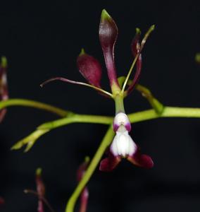Epidendrum melanoporphyreum