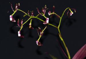 Epidendrum melanoporphyreum
