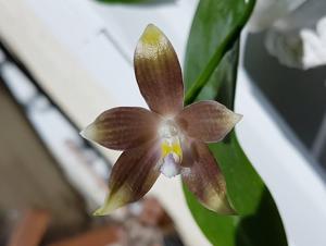 Phalaenopsis tetraspis