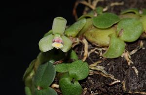 Constantia rupestris