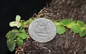 Constantia rupestris