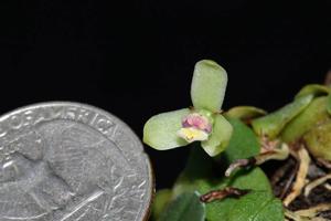 Constantia rupestris