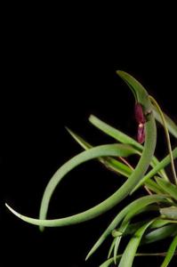 Pleurothallis dilemma