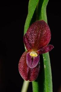 Pleurothallis dilemma