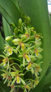 Cymbidium chloranthum