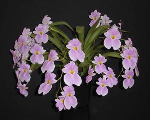 Miltoniopsis vexillaria