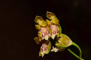 Oncidium velleum