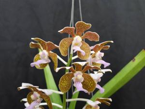 Vanda bensonii