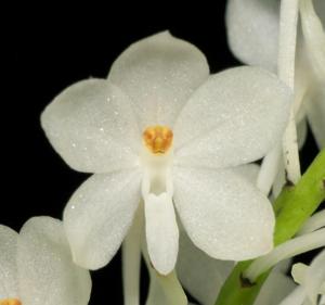 Vanda ampullacea