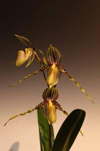 Paphiopedilum glanduliferum