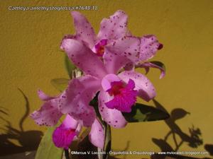 Cattleya amethystoglossa