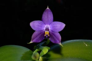 Phalaenopsis violacea