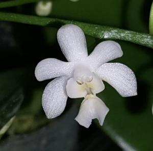 Phalaenopsis deliciosa