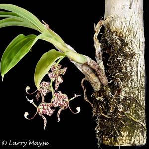 Cycnoches pentadactylon