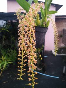 Liparis lacerata