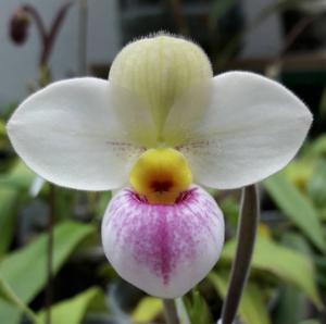 Phragmipedium schlimii