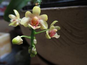 Phalaenopsis deliciosa subsp. hookeriana