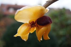 Stanhopea connata