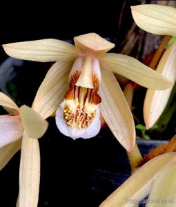 Coelogyne tomentosa