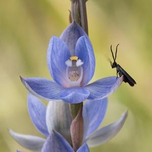 Thelymitra aristata