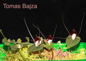 Corybas geminigibbus